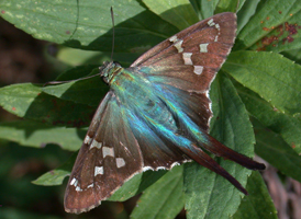 Long-tailed Skipper Long-tailed Skipper